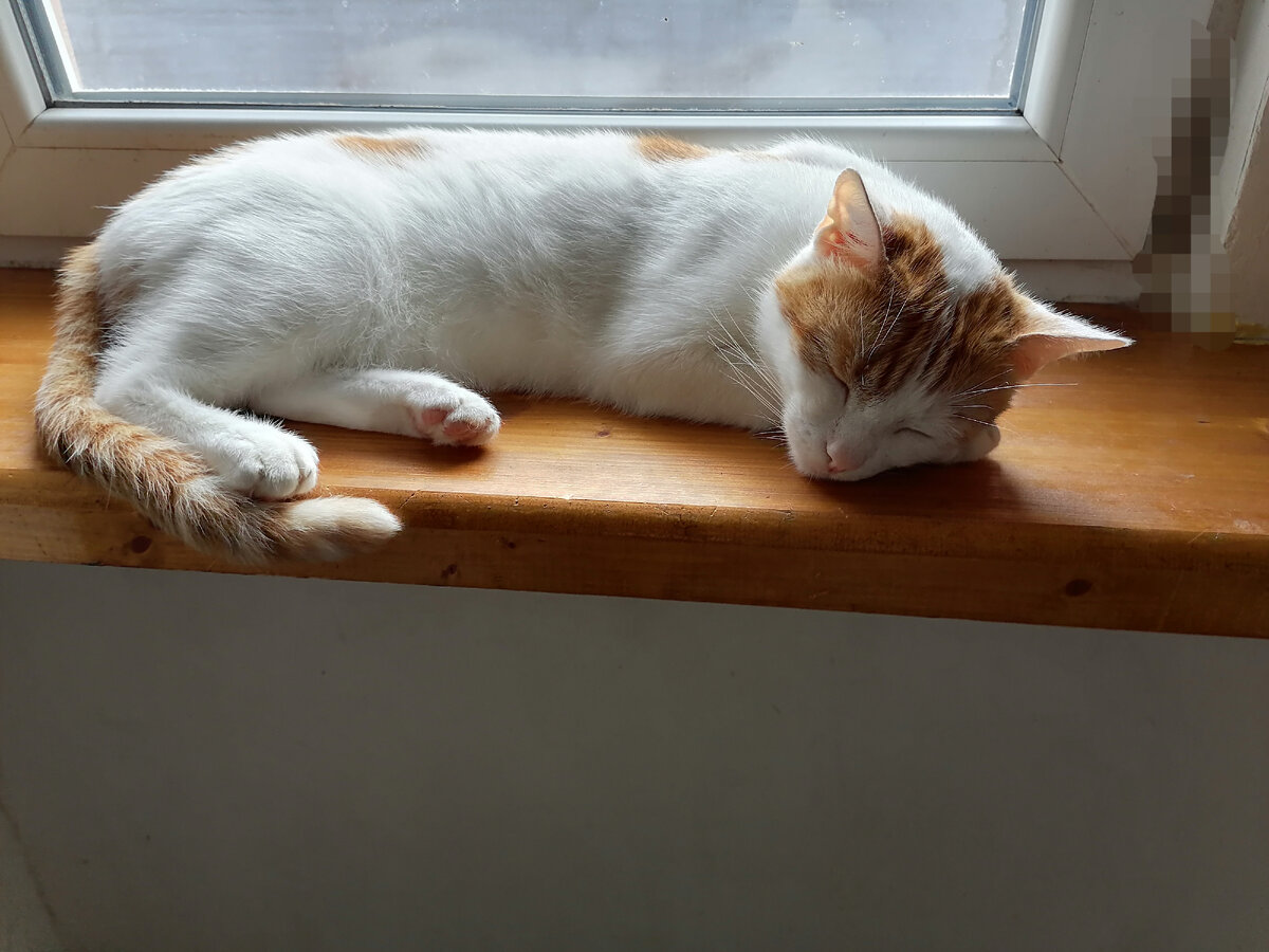 Кот Филимон спит на подоконнике.