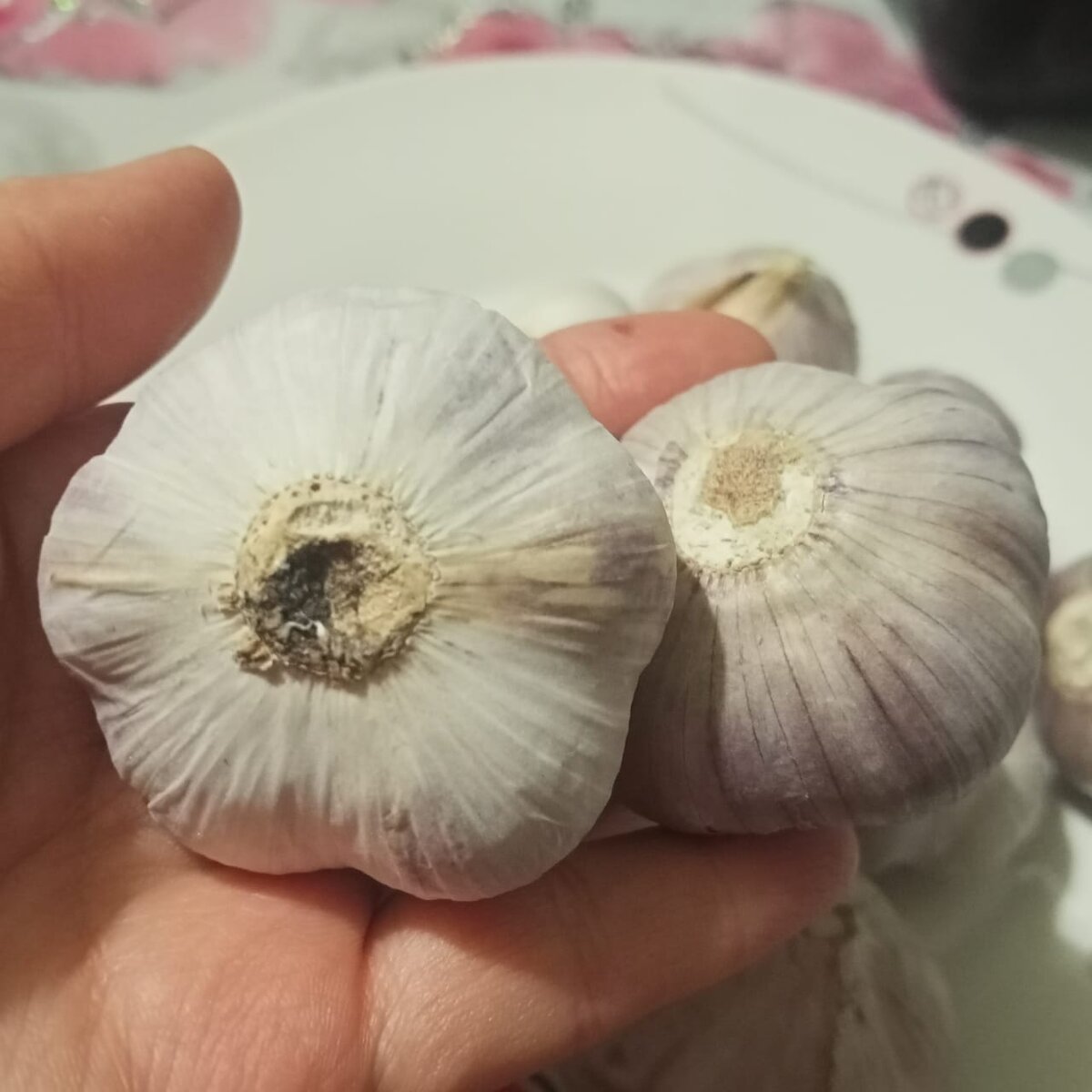 Луковицы чеснока