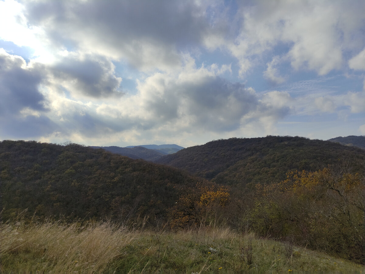 Лес под Новороссийском