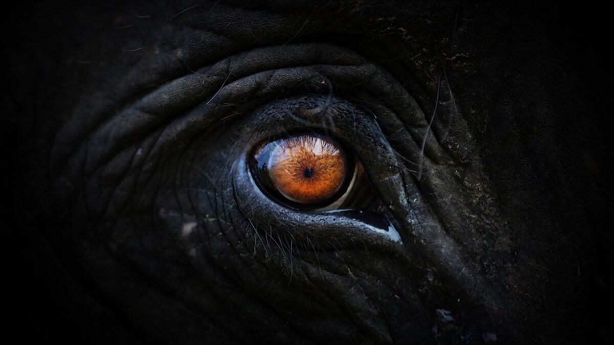 Ivory. A Crime Story
