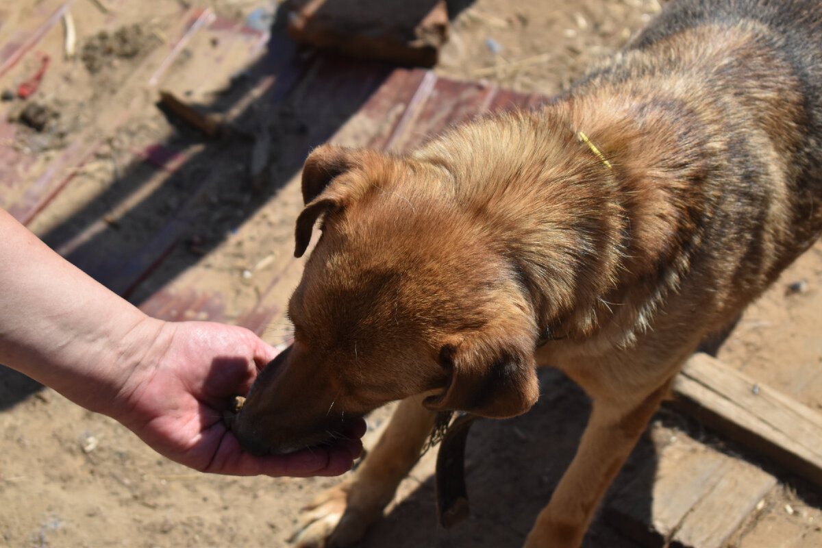"Собака не кусает кормящую её руку".