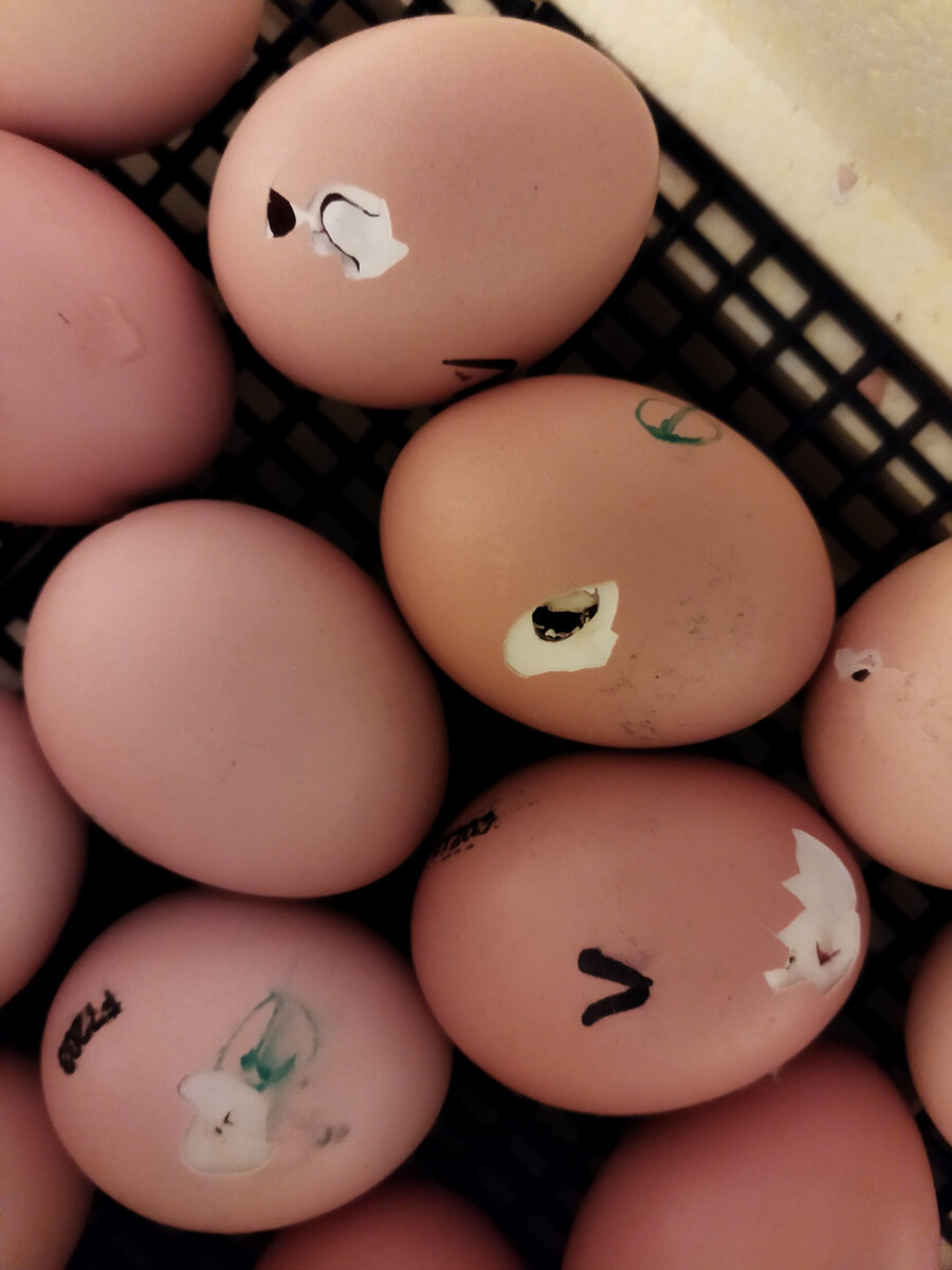 Наклев яиц в инкубаторе