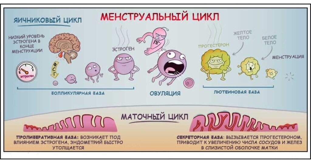 Короткий менструальный цикл – причины и лечение