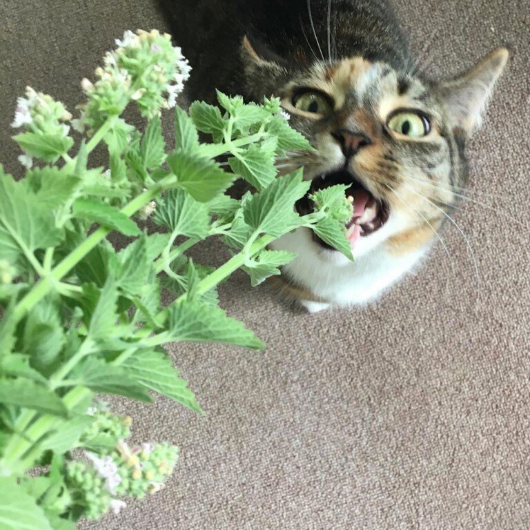 Фото травы кошачья мята