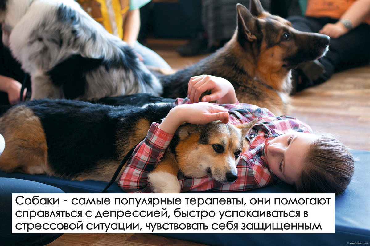 Собаки - самые популярные терапевты, но к числу зоолекарей относятся также: кошки, лошади, кролики