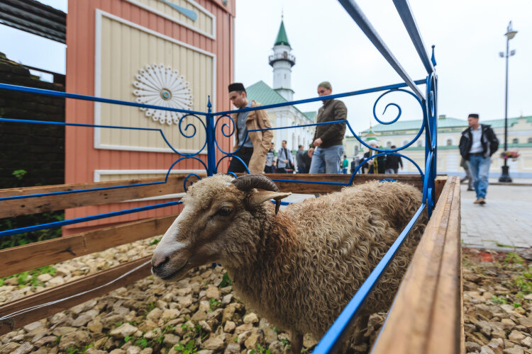 Баран на курбан байрам. Курбан байрам угощение Марджани. Курбан байрам Альметьевск. Жертвоприношение барана.