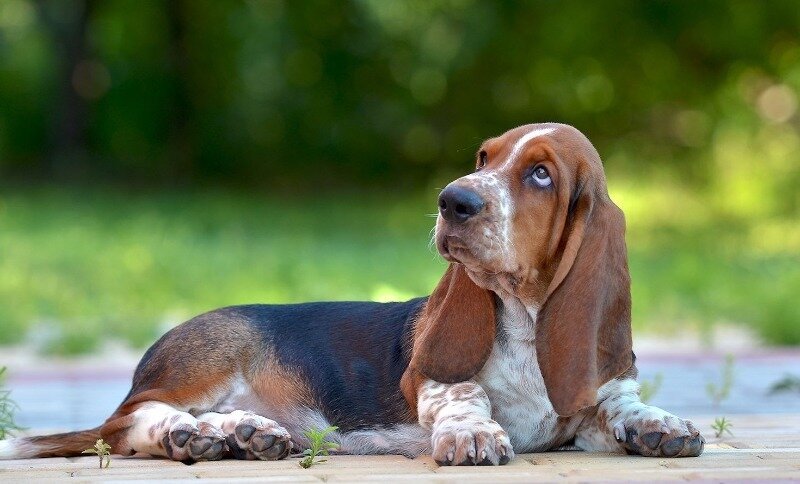 Бассеты обладают дружелюбным характером и способностью держаться в стае