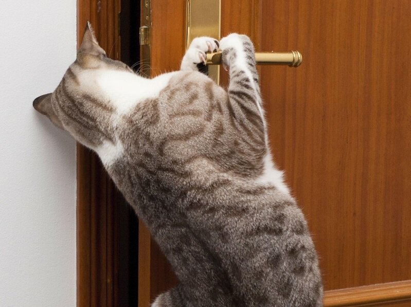 -Вы зачем в собственном доме столько дверей придумали? От кого? От меня?!