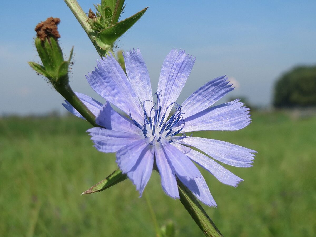 Цветок цикория, фото Яндекс 