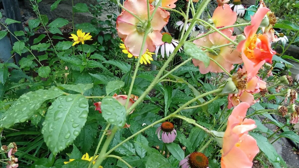 Мне кажется, цветы пьют капли дождя через листву. И уже подвявшие лепестки "ожили".  Личное фото.