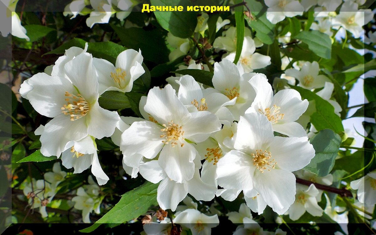 https://vk.com/photo-159774511_457254329