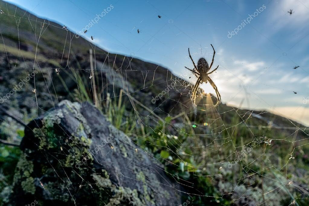 Паук в горах.