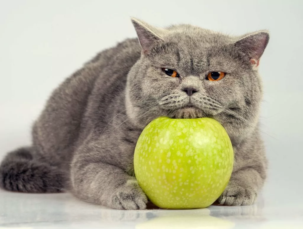 🐱🍎 Коты и яблоки в Яблочный Спас. 15 очаровательных фотографий |  Коты&Люди | Дзен