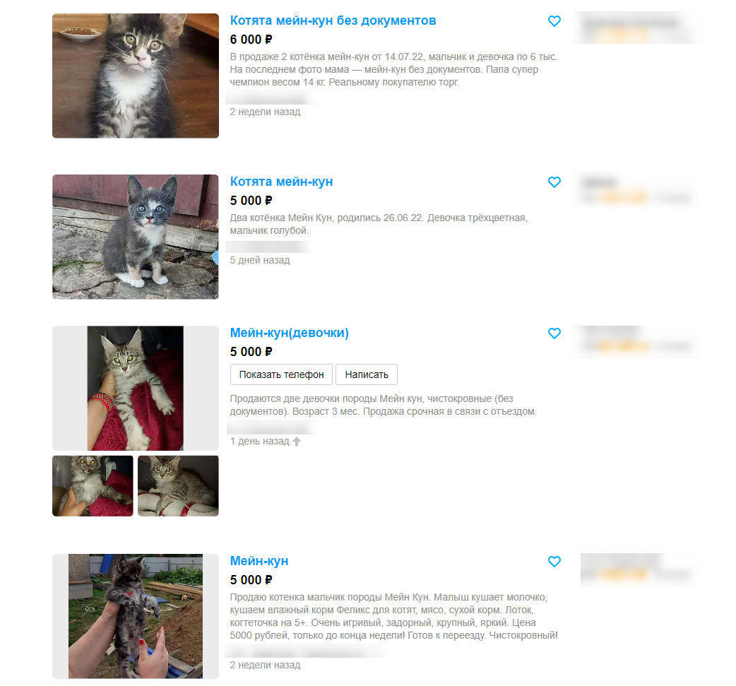 Большинство объявлений на Авито о продаже мейн-куна - это котята без документов