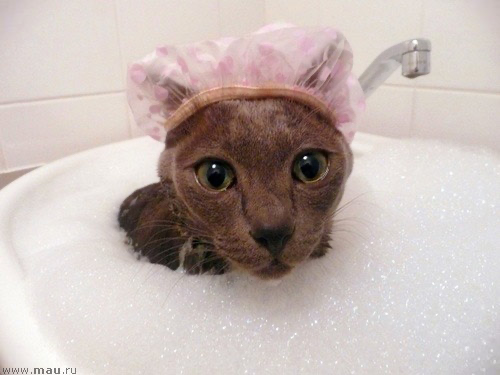 Изображение с сайта https://art.mau.ru/foto/?p=bath