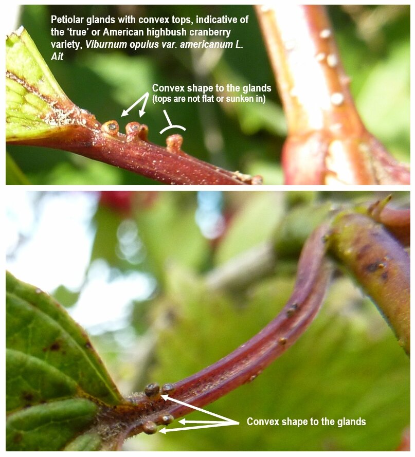 Калина трехлопастная, или американская (Viburnum opulus var. americanum=Viburnum trilobum) Фото: https://extension.umaine.edu/