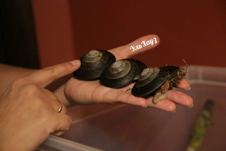 Улитки Плеуродонт Экселленс