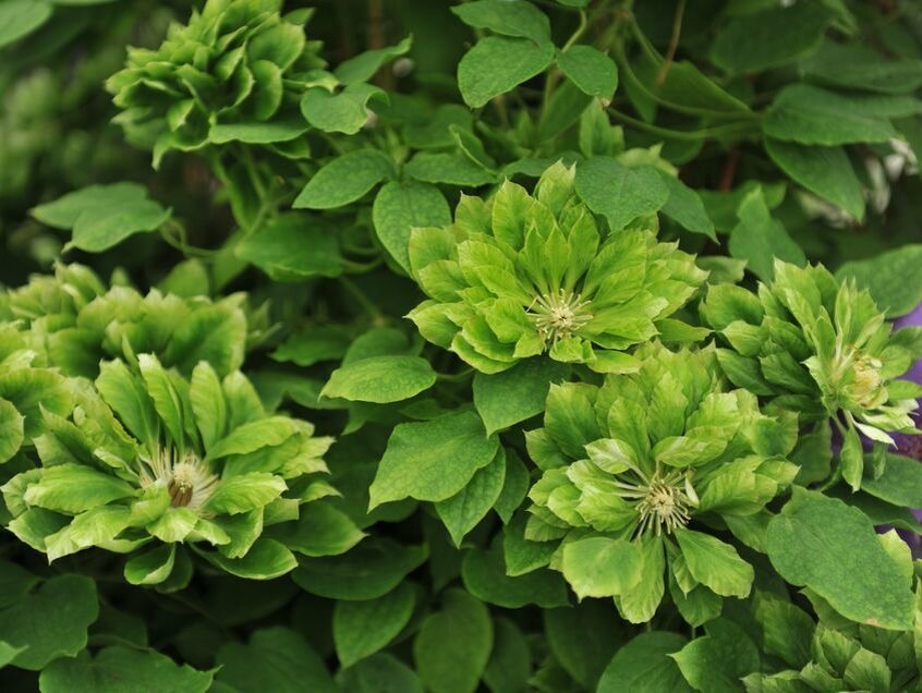    Клематис 'Green Passion'