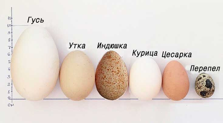 Местоположение яиц