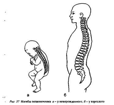 Развитие изгибов позвоночника. Позвоночник новорожденного ребенка. Изгибы позвоночника грудного ребенка. Возрастные периоды формирования изгибов позвоночника. Позвоночник ребенка до года.