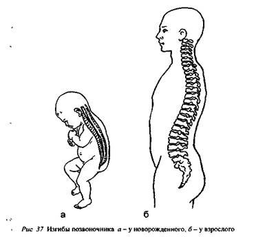 Изгибы позвоночника у детей. Позвоночник новорожденного ребенка. Изгибы позвоночника грудного ребенка. Возрастные периоды формирования изгибов позвоночника. Позвоночник ребенка до года.