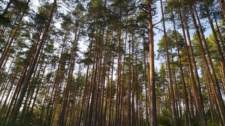 MAKSIM KONSTANTINOV/GLOBALLOOKPRESS