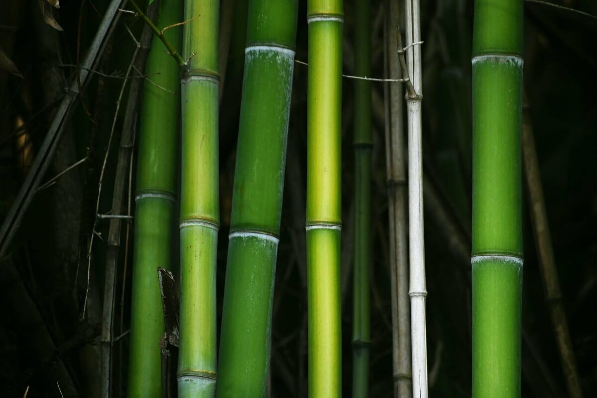Бамбук произрастает в Таиланде в огромных количествах