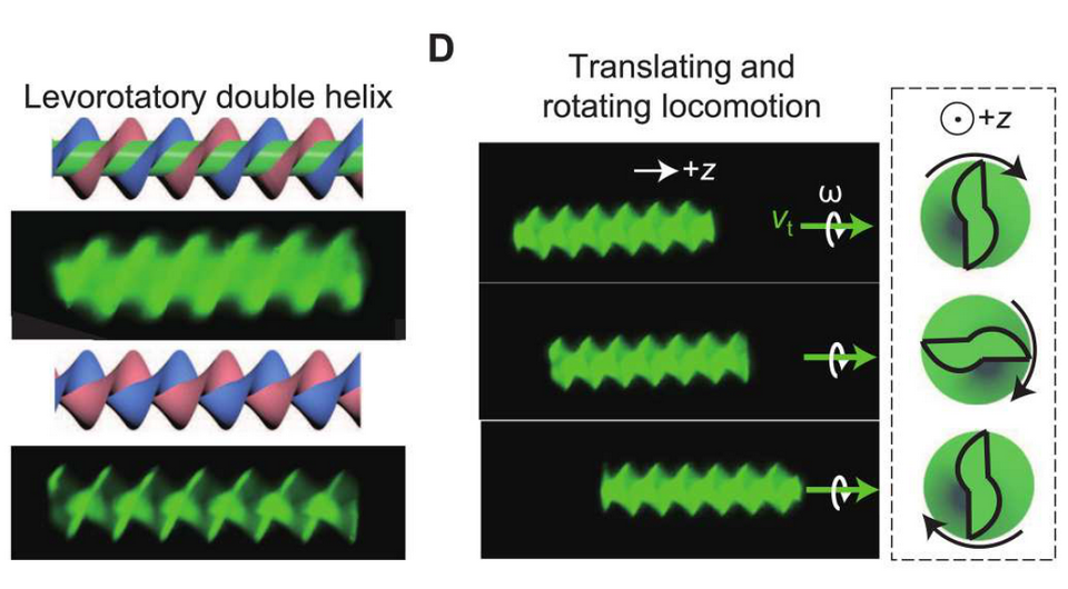  Y. Deng et al. / Science Advances