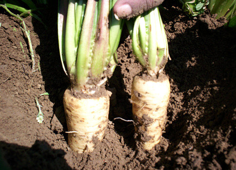 Корень цикория