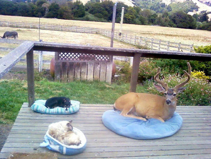 
Наглая птица? Или ей просто хочется покататься как на карусели?