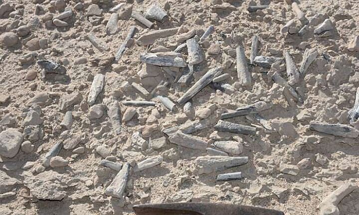 Палеонтологи также нашли множество костей взрослых особей