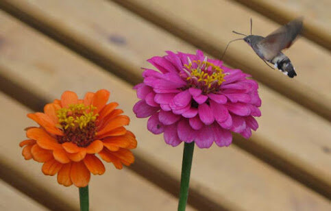 Колибри в Крыму