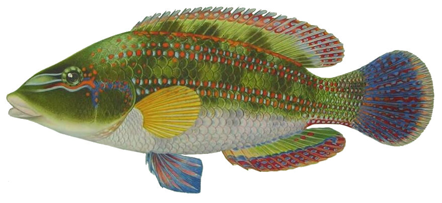 Зеленушка (рыба) — Википедия