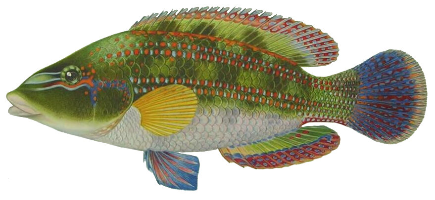 Symphodus tinca