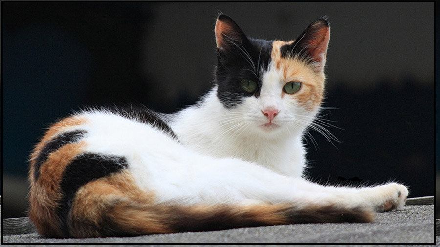 трёхцветная кошка. сибирская кошка трехцветная короткошерстная. беспородные кошки трёхцветные. рыже белый котенок. черно рыжая кошка.