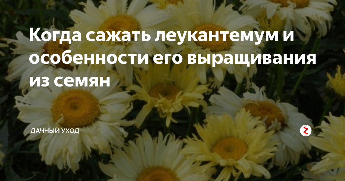 Когда сажать леукантемум и особенности его выращивания из семян ...