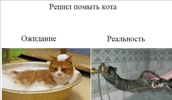 прям как мой кот