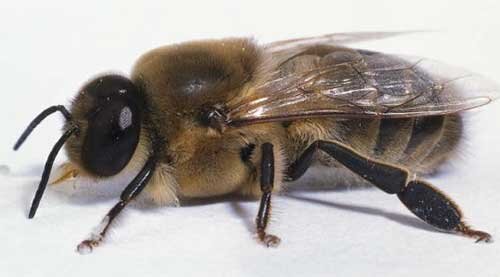 Если вдаваться в биологию, то трутень из улья практически не вылетает. Нектара с растений не собирает. Соты не строит. Его функция проста: оплодотворять пчелиную матку.