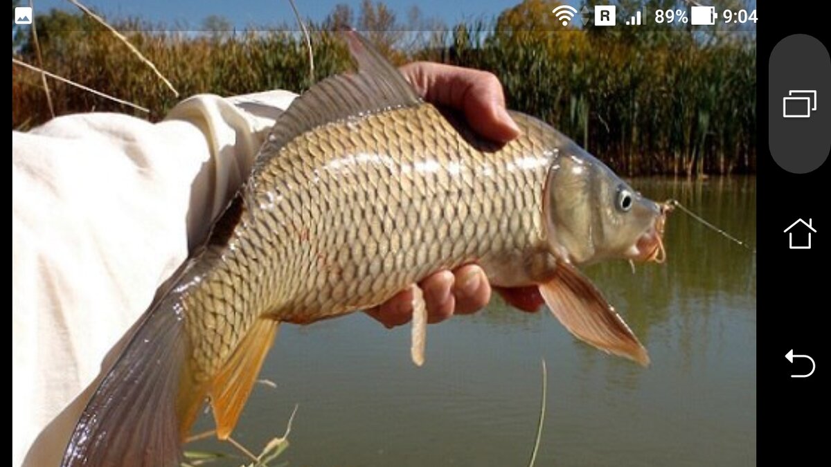 фото оснастка для ловли карпа