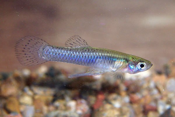 Источник: aquaplantfish.ru 