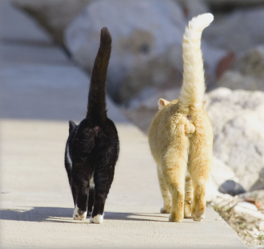 Два кота бегут. Кот с поднятым хвостом. Хвост кошки. Кошка с задранным хвостом. Кот хвост трубой.