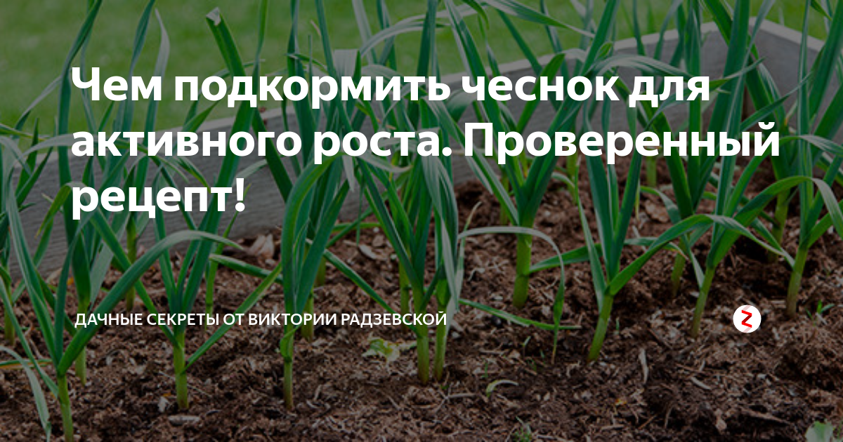 Чем удобрить чеснок весной после всхода. Чем подкормить чеснок сейчас. Чем подкормить лук и чеснок в июне. Чем можно подкармливать чеснок весной и летом. Чем подкормить чеснок в июне для хорошего урожая.