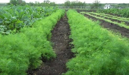    Для тех, кто желает вырастить обильный урожай укропа при небольших усилий на любой почве существует специальный метод Митлайдера. Это доктор сельскохозяйственных наук Джекоб Р.-2