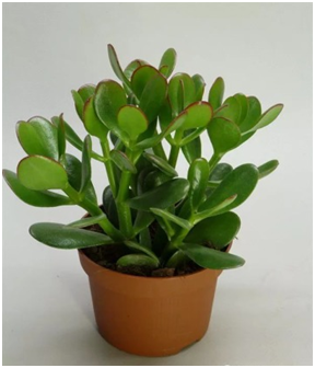  Крассула или толстянка — денежное дерево.   