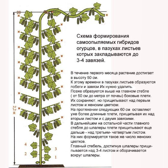 https://lifetops.ru/wp-content/plugins/node-image-parser/uploads/priog3.jpg