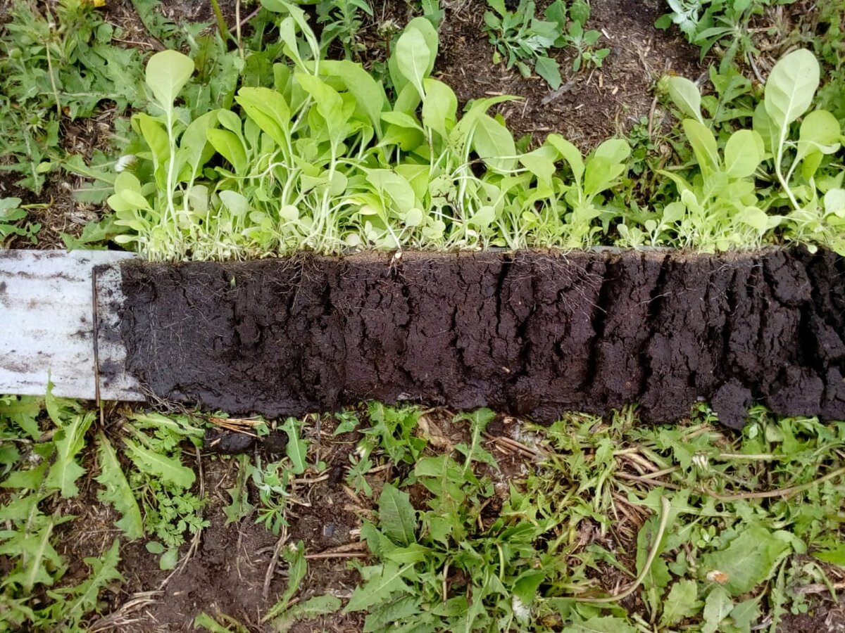  развернутая улитка