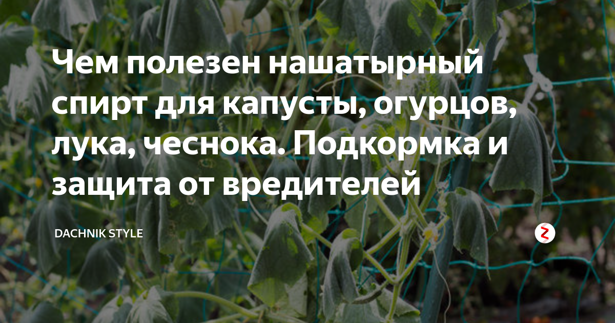 Огурцы и нашатырь подкормка. Обработка капусты от вредителей нашатырным.