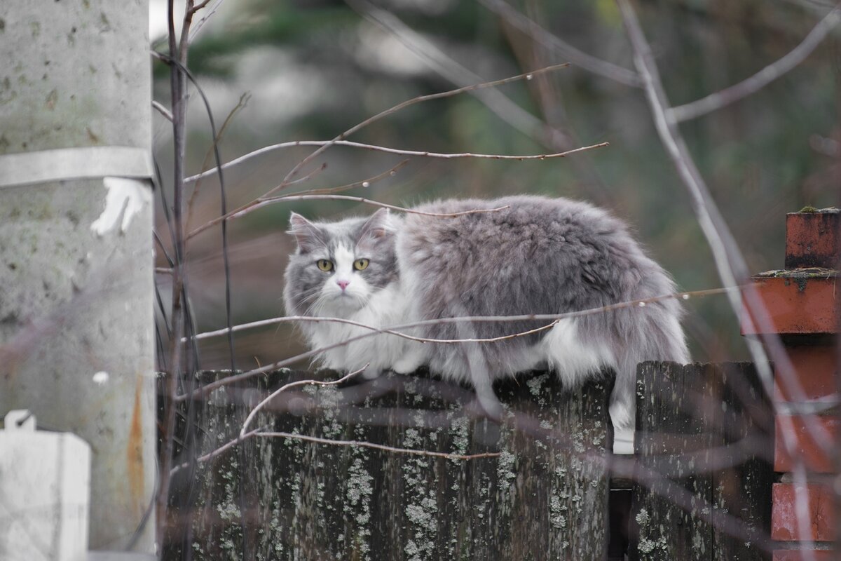 Кошки и коты 8 окрасов. Что значит цвет каждаго? | Фотолюб❤ | Дзен