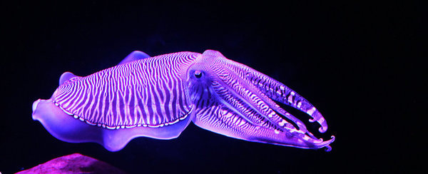 Маскировка для дискотеки.