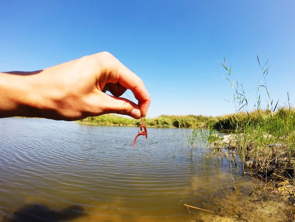 Червь на крючке